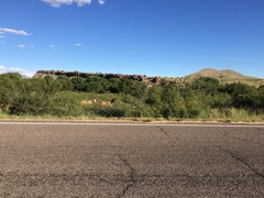 Euphorbia rayturneri