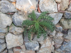 Echinops spinosissimus