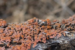 Dufourea