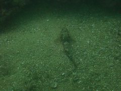 Gobius cruentatus