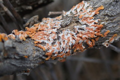Dufourea