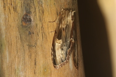 Truncaptera meridionalis
