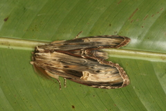 Truncaptera meridionalis
