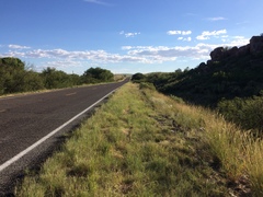 Euphorbia rayturneri