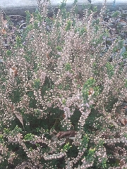 Calluna vulgaris