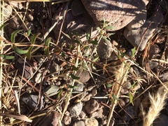 Euphorbia rayturneri