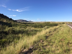 Euphorbia rayturneri