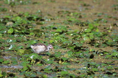Gallinula chloropus