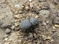 Scotobius pilularius