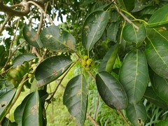 Ficus citrifolia