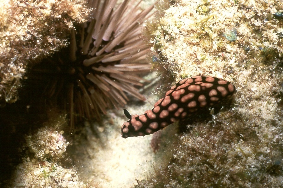Pustular phyllidia
