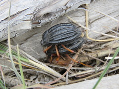 Epipedonota nitida