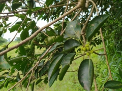 Ficus citrifolia