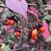 Winged Euonymus - Photo (c) walt_reutzel, some rights reserved (CC BY-NC)