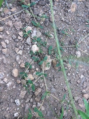 Euphorbia rayturneri