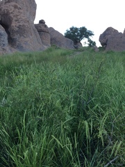 Euphorbia rayturneri