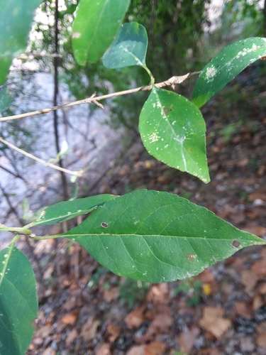 Eastern swampprivet (Forestiera acuminata)
