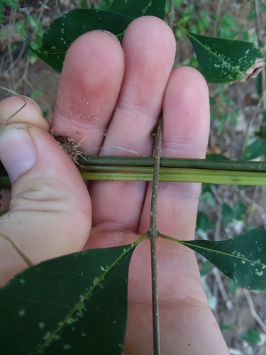Image of Forestiera acuminata by (c) Will McFarland, some rights reserved (CC BY)