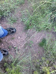 Euphorbia rayturneri