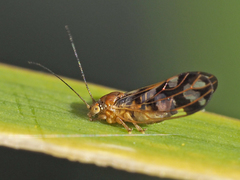 Blepharocosta subsolana