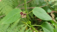 Vincetoxicum barbatum