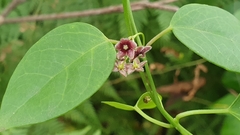 Vincetoxicum barbatum