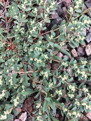 Euphorbia rayturneri