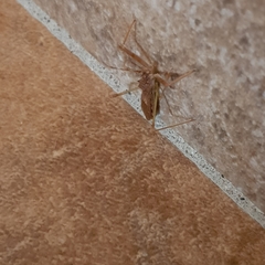 Nagusta goedelii