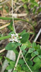 Pimelea spicata