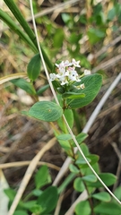 Pimelea spicata