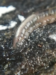 Phyllodocidae