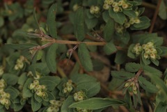 Euphorbia rayturneri