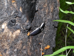 Chalcolepidius apacheanus