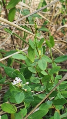 Pimelea spicata