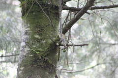 Phylloscopus