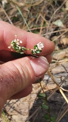 Pimelea spicata
