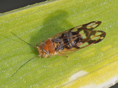 Blepharocosta subsolana