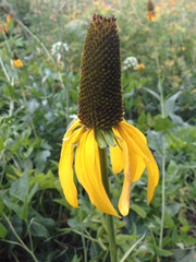 Rudbeckia californica