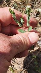 Pimelea spicata