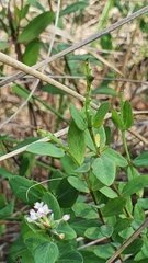 Pimelea spicata