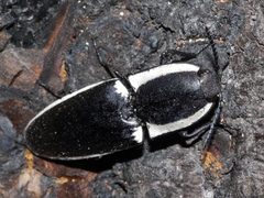 Chalcolepidius apacheanus