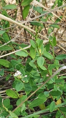 Pimelea spicata