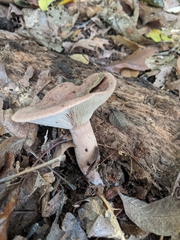 Lactarius mutabilis