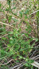 Pimelea spicata