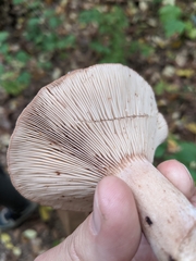 Lactarius mutabilis