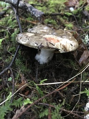 Russula subnigricans