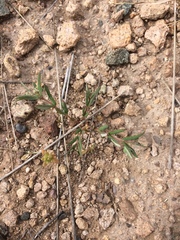 Euphorbia rayturneri