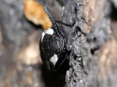 Chalcolepidius apacheanus