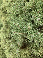 Picea glauca