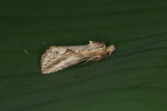 Bahaia empirica